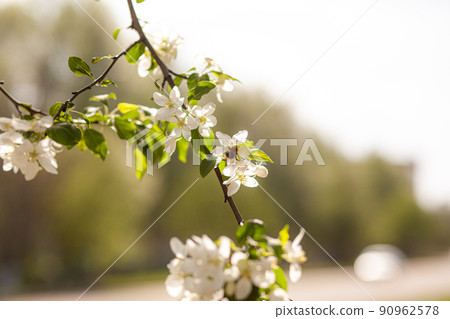 White apple tree blossom in spring at sunset. Bees fly, collect nectar White apple tree blossom in spring at sunset. Bees fly, collect nectar 90962578