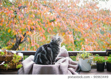 Autumn leaves and cats Autumn leaves and cats 90963449