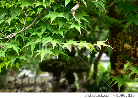 橘寺院內的藍楓 90963826