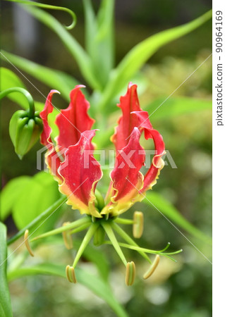 Gloriosa flower Gloriosa flower 90964169