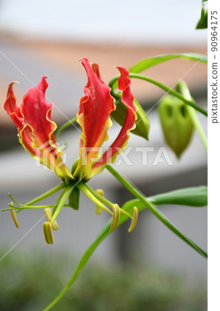 Gloriosa flower 90964175