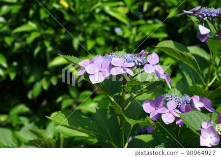 Flower hydrangea Flower hydrangea 90964927