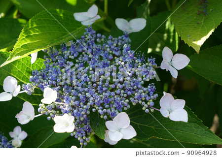 Flower hydrangea 90964928