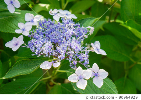 花繡球花 花繡球花 90964929