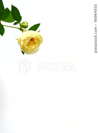 Pale yellow rose single white background Pale yellow rose single white background 90964950
