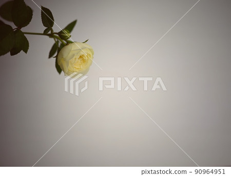 Pale yellow rose single white background Pale yellow rose single white background 90964951
