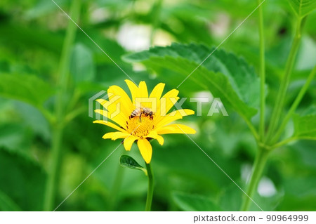 Elegantly blooming Jerusalem artichoke (Jerusalem artichoke) Elegantly blooming Jerusalem artichoke (Jerusalem artichoke) 90964999