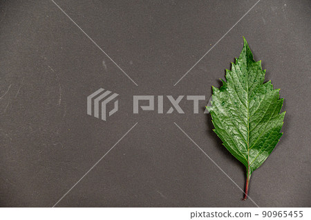 Minimalist composition with a green leaf against a black background. Wet maiden grape leaf with water droplets. Top view. Copy space for text and design elementsMinimalist composition with a green Minimalist composition with a green leaf against a black background. Wet maiden grape leaf with water droplets. Top view. Copy space for text and design elementsMinimalist composition with a green 90965455