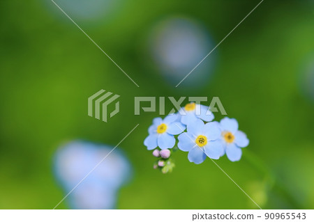 Pretty forget-me-not close-up 90965543
