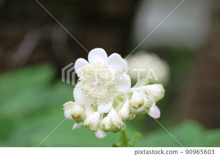 False hydrangea (silver plum grass) that bloomed only one flower False hydrangea (silver plum grass) that bloomed only one flower 90965603