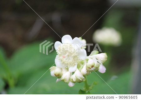 False hydrangea (silver plum grass) that bloomed only one flower False hydrangea (silver plum grass) that bloomed only one flower 90965605
