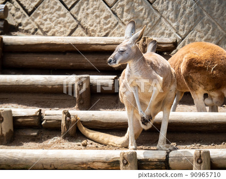 Red kangaroo. Red kangaroo. 90965710