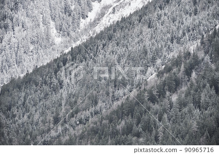 The texture of trees in the winter forest The texture of trees in the winter forest 90965716