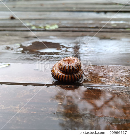 Millipedes are an order of invertebrates belonging to the phylum Arthropoda on the wet ground 90966517