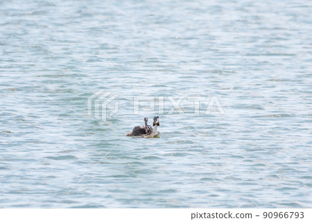 The water bird Great crested Grebe, Podiceps cristatus, swimming in the lake, and its cute babies riding on its back The water bird Great crested Grebe, Podiceps cristatus, swimming in the lake, and its cute babies riding on its back 90966793