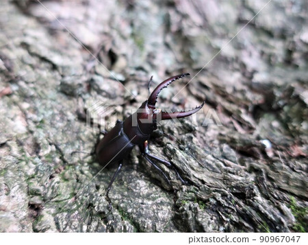 看到牙刷 90967047