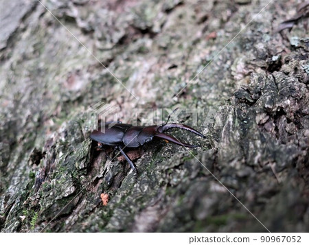 Saw toothbrush Saw toothbrush 90967052