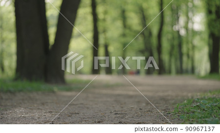 Background of park with trees in early summer Background of park with trees in early summer 90967137
