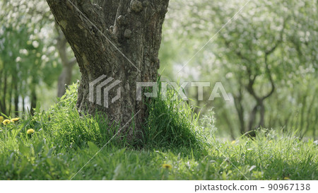 closeup shot of big apple tree in a garden closeup shot of big apple tree in a garden 90967138