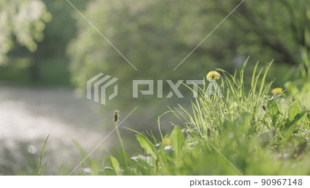 closeup shot of grass with pond on background closeup shot of grass with pond on background 90967148