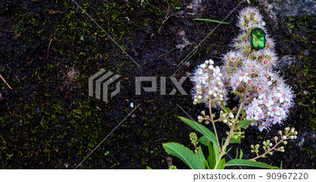 Rose chafer - Cetonia aurata - on flowers of Spirea bumalda 90967220