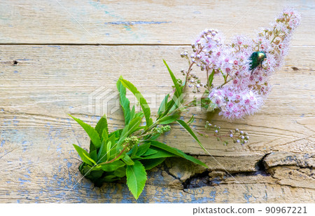 Rose chafer - Cetonia aurata - on flowers of Spirea bumalda 90967221
