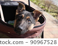 推車裡的牧羊犬 90967528