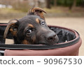 推車裡的牧羊犬 90967530