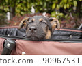 推車裡的牧羊犬 90967531