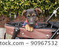 推車裡的牧羊犬 90967532