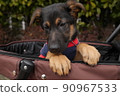 推車裡的牧羊犬 90967533