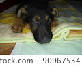 睡覺的德國牧羊犬小狗 90967534