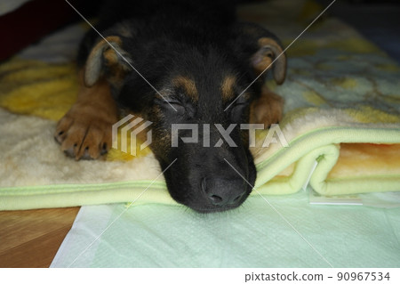 睡覺的德國牧羊犬小狗 90967534
