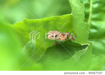 一隻蜥蜴 90967597