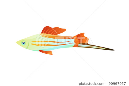 Colorful Swordtail Fish Color Vector Illustration 90967957