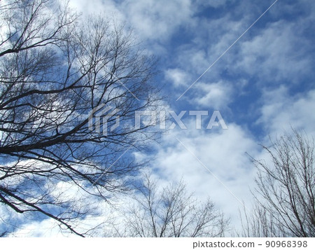 冬天的天空和樹木 90968398
