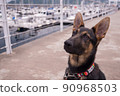 伊東海洋城和牧羊犬 90968503