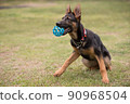 牧羊犬玩球 90968504