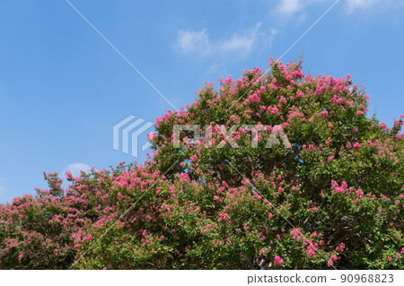 Flower of crape mybs 90968823