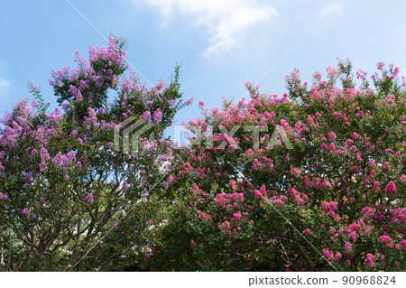 Flower of crape mybs 90968824