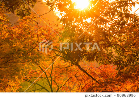 菊池峽谷“觀光景點:陽光下的紅葉”菊池阿蘇天際線風景 菊池峽谷“觀光景點:陽光下的紅葉”菊池阿蘇天際線風景 90968996