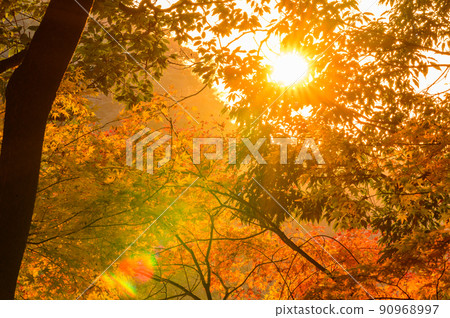 菊池峽谷“觀光景點:陽光下的紅葉”菊池阿蘇天際線風景 菊池峽谷“觀光景點:陽光下的紅葉”菊池阿蘇天際線風景 90968997