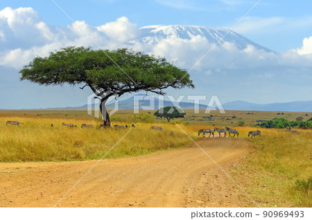 Beautiful landscape with Acacia tree in African savannah and zebra on Kilimanjaro background 90969493