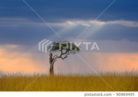 Beautiful landscape with acacia tree in the African savannah on a background of stormy sky Beautiful landscape with acacia tree in the African savannah on a background of stormy sky 90969495