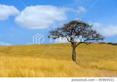 Beautiful landscape with Acacia tree in African savannah Beautiful landscape with Acacia tree in African savannah 90969501