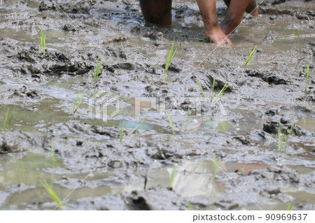 水稻種植 水稻種植 90969637