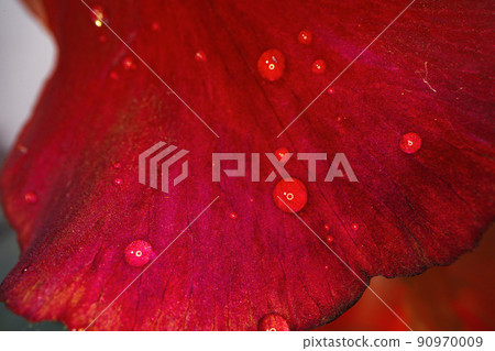 Close up of a red iris flower macro shot Close up of a red iris flower macro shot 90970009