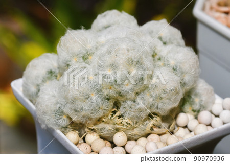Cactus (Mammillaria plumosa) Dessert plant, White thorn spiky houseplant. 90970936