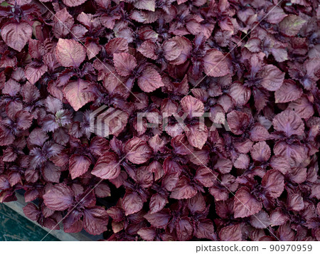 Shiso seedlings 90970959