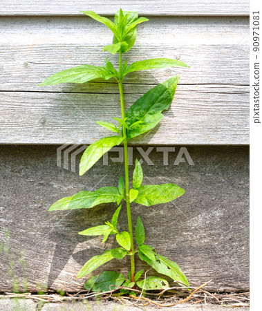 Garden tiles and weed Garden tiles and weed 90971081